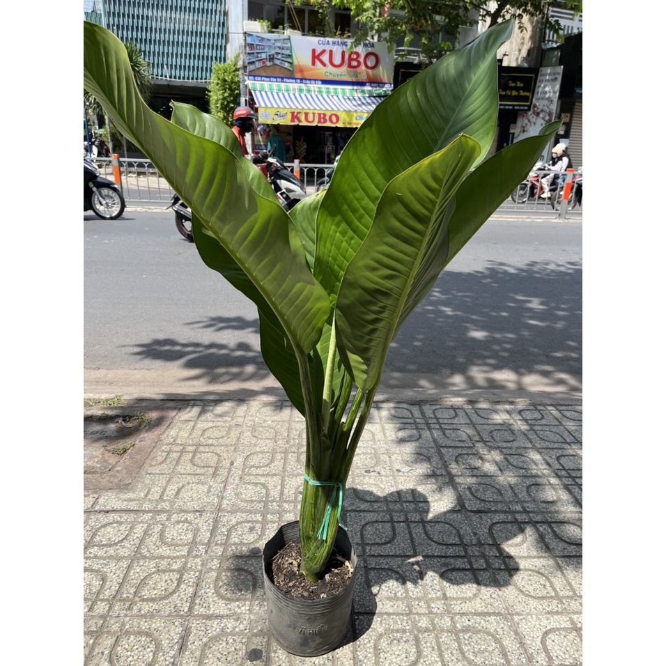 Cây ĐẠI PHÚ trồng phong thuỷ decor nội ngoại thất, cây đẹp giá rẻ, thích hợp trồng trong mát