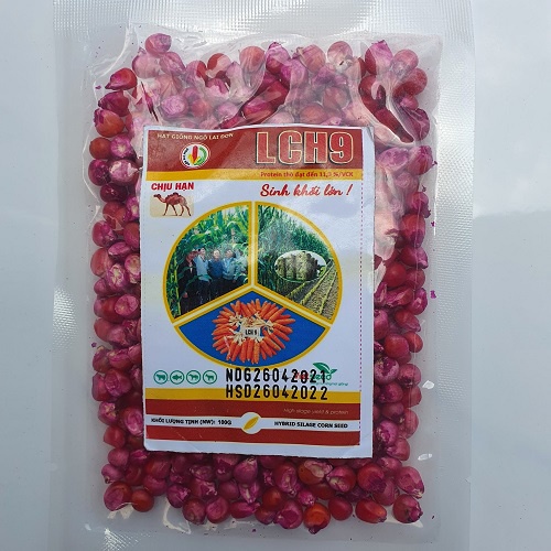Ngô lai, Ngô sinh khối, Ngô ngọt dùng để chăn nuôi và lấy bắp
