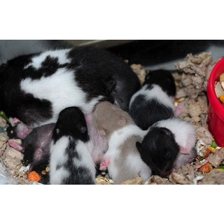 Chuột Hamster Bear màu bò sữa