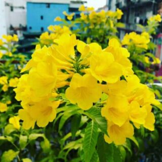 Cây huỳnh liên cây bán h2 chiều cao>50