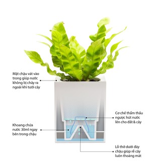 Bộ 3 chậu trồng cây thông minh Legrow - Basic Kit