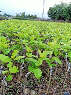 Cây giống lê vàng
