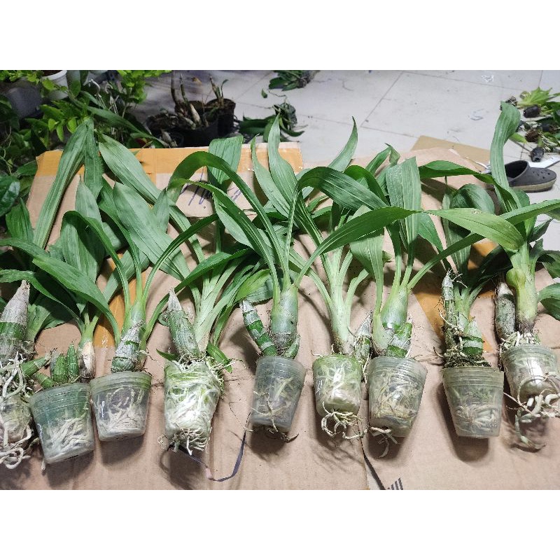 Hoa lan thiên nga đủ màu