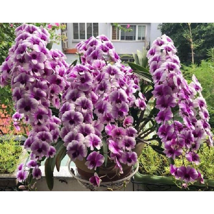 Hoa lan denro thái lan yaya mini chậu size TO hoa quanh năm, hàng đánh thẳng từ thái về