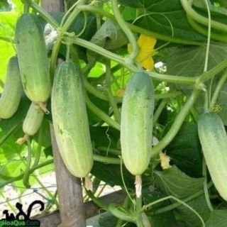 Hạt giống dưa nếp .giongcaynhap