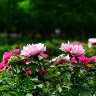 CỦ HOA MẪU ĐƠN ĐÃ CÓ MẦM (4 MÀU)