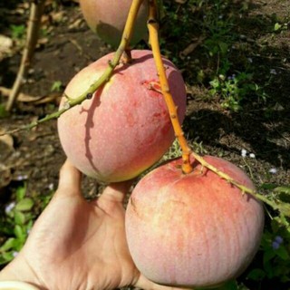 cây xoài úc