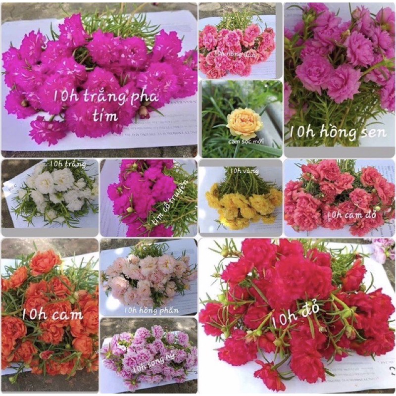 25cành hoa 10h màu trắng