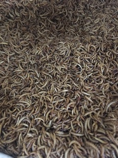 Sâu rang bơ