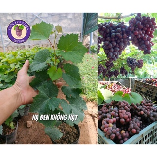 Cây giống nho hạ đen không hạt