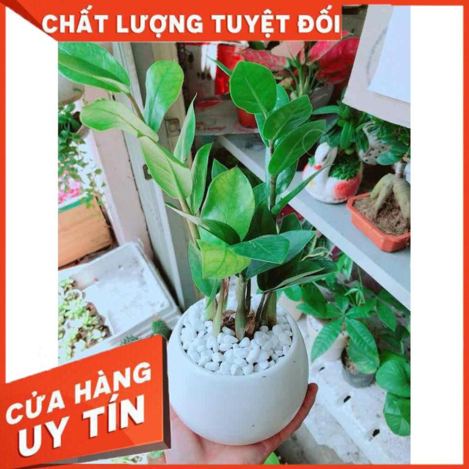 Chậu kim tiền thái Nhiều Người Mua