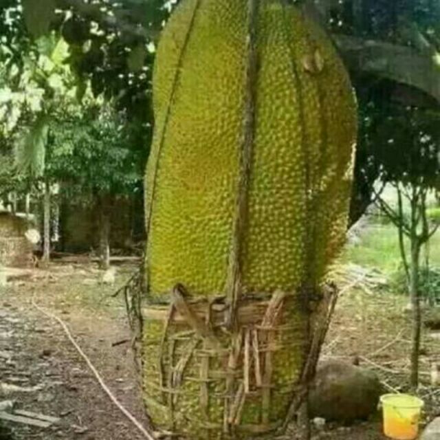 Cây Mít malaysia
