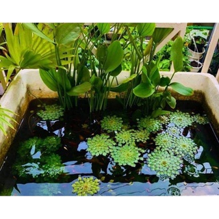 5  CÂY ẤU THÁI THỦY SINH KHÔNG CẦN CO2