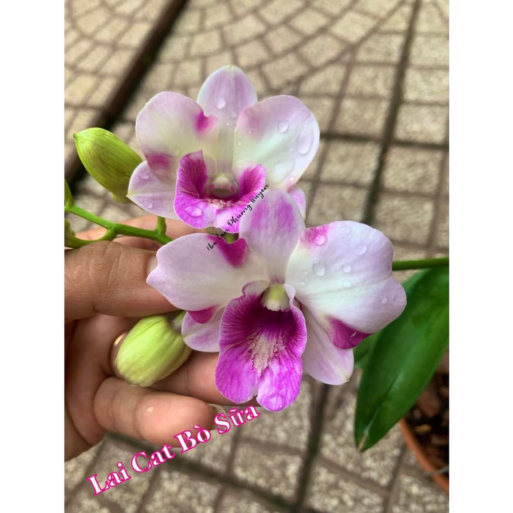 HOA LAN DEN LAI CAT BÒ SỮA