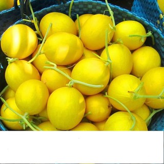 Hạt Giống Dưa Hoàng Kim 5 Hạt