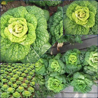 Gói 200 hạt giống bắp cải hoa vàng