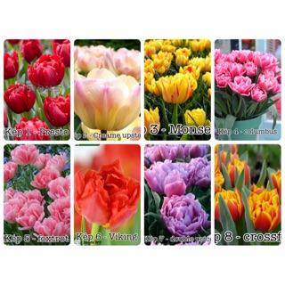 Củ tulip Hà Lan hoa kép nhiều màu trồng Tết - bảo hành nở đúng màu