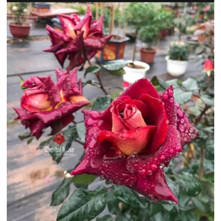 Hồng  Dark Night Rose