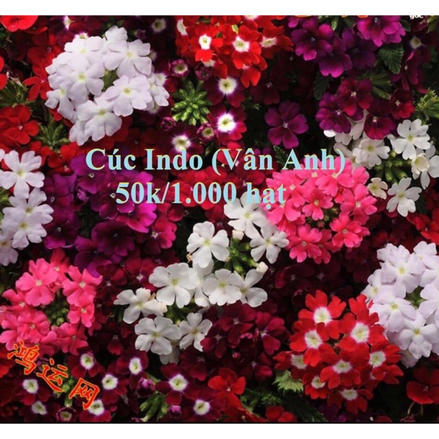 Cúc INDO (Vân anh)