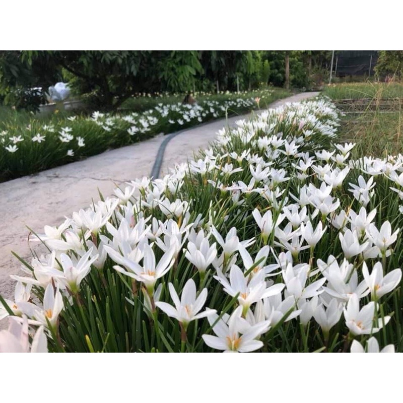 10 củ huệ mưa ngoại đủ 5 màu sống 100%