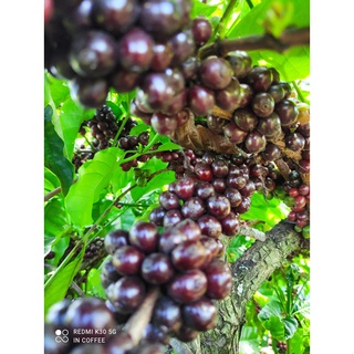 Cà phê Robusta giống sẻ mix hạt cà phê Mít, hương vị trọn vẹn trên từng giọt cà phê, body đậm, ngọt sâu.