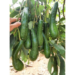 cây bơ 034 giống chuẩn (2năm cho trái ,cây ghép siêu sớm)