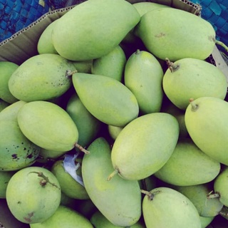 Xoài Cát Hòa Lộc 1Kg | Nghiện Store | Freeship