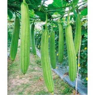 10 Hạt giống Mướp hương F1