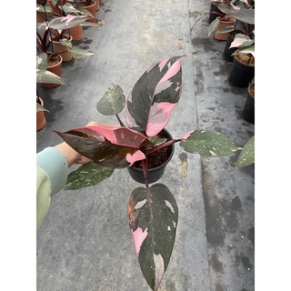 Cây Philodendron pink princess ( Công chúa hồng)
