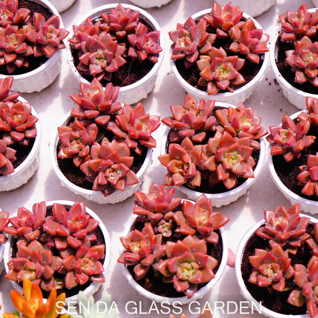 Sen đá đá đỏ chậu treo 8cm GLASS GARDEN giống hình, Bao Khỏe, Lỗi 1 đổi 1