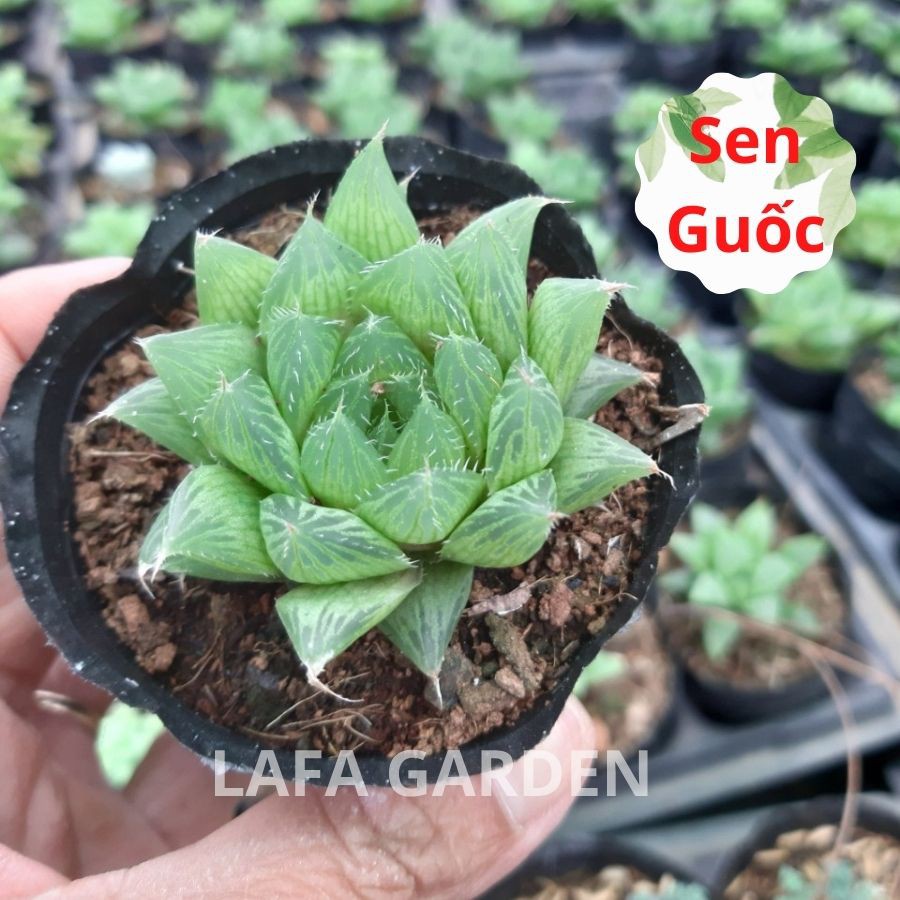 Sen đá bầu Đà Lạt - Combo 12 giống sen đá ngẫu nhiên đẹp nhất vườn LAFA GARDEN