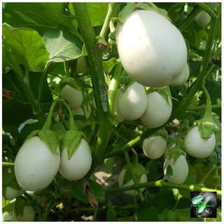 [Seeds] Hạt giống cà trứng ngỗng, đóng gói 0.5gr
