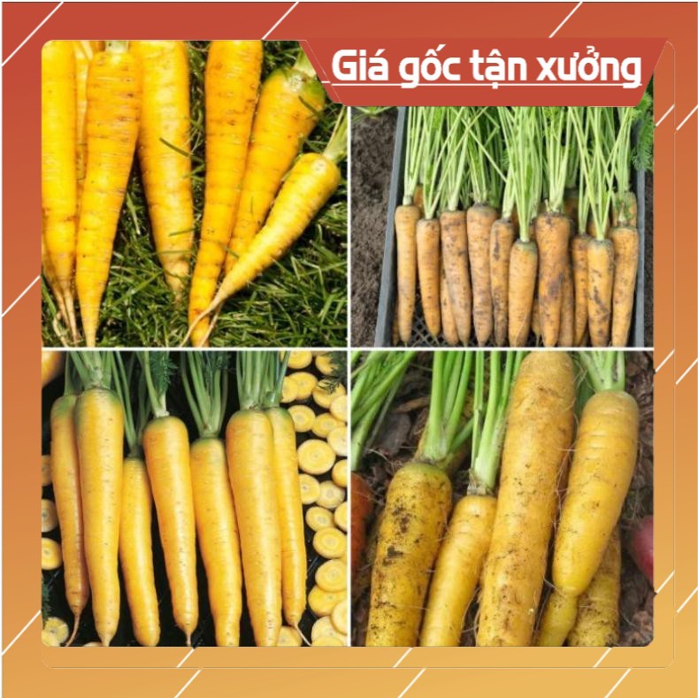 [ Hạt Giống Xịn ]  200H - Hạt giống cà rốt vàng