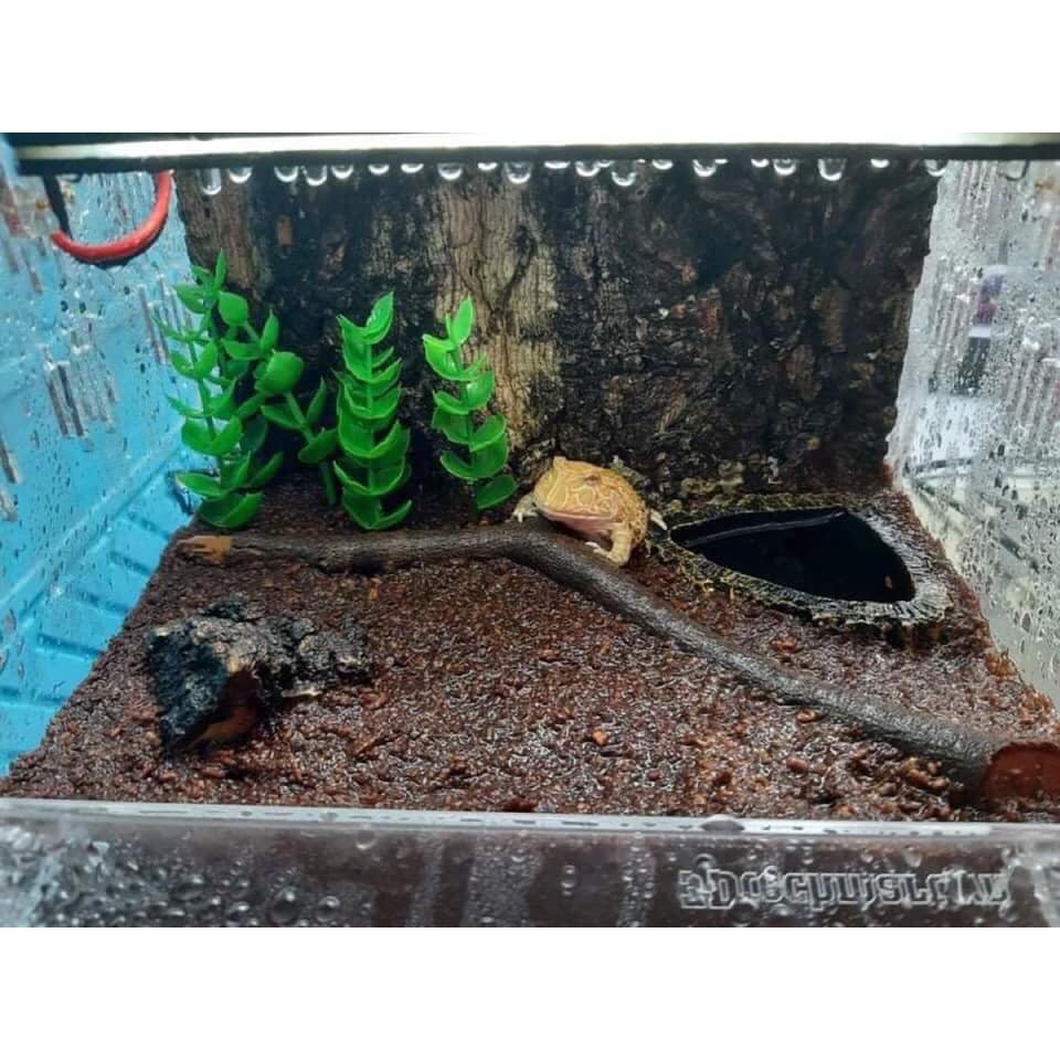 Hộp nuôi nhện, rết, ếch... kt 20-15-15cm (tank mica, acrylic)