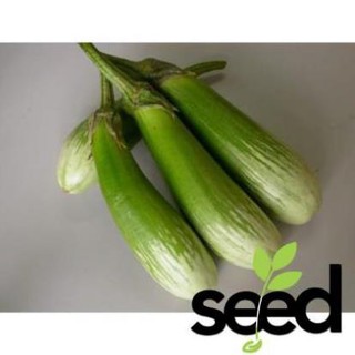 1G - Hạt Giống Cà phổi Sọc Lem Lai