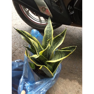 Cây lưỡi hổ lùn bầu to nhiều nhánh
