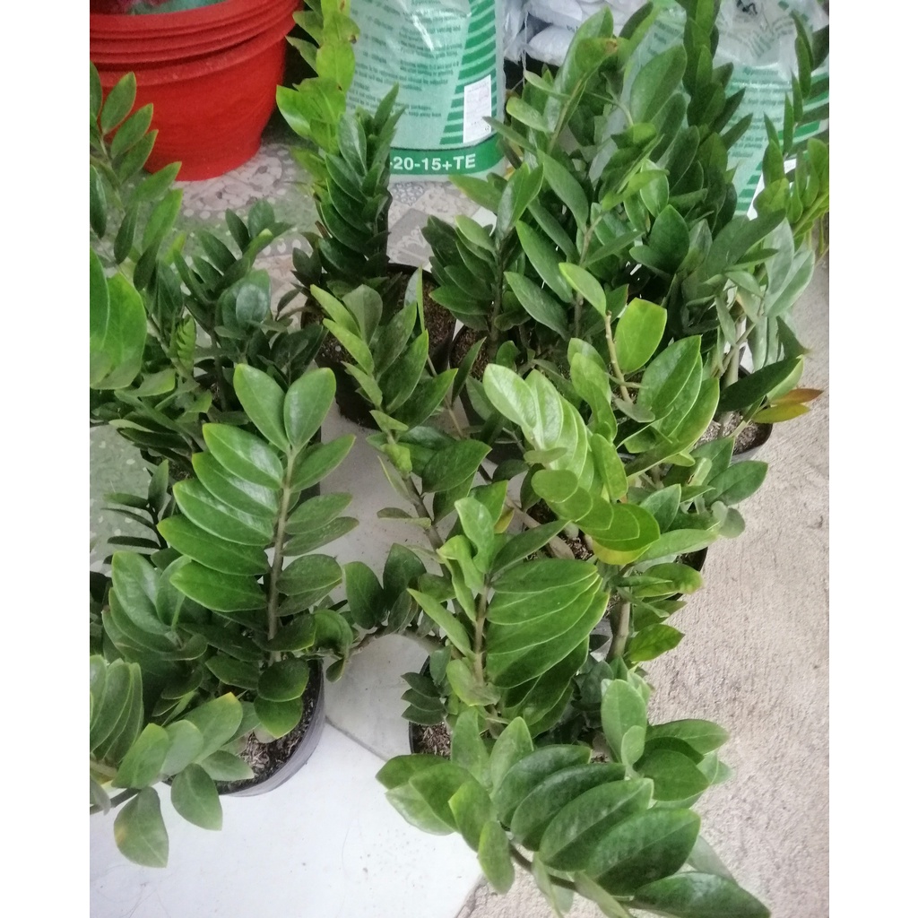 Cây Kim Tiền - Kim Phát Tài