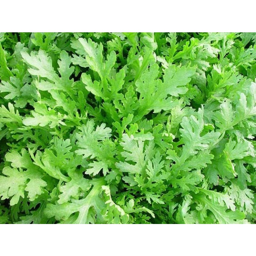 Shop 1K - Hạt giống rau cải cúc nếp - rau tần ô hoàng đế - Tỉ lệ nảy mầm ĐẠT 99%