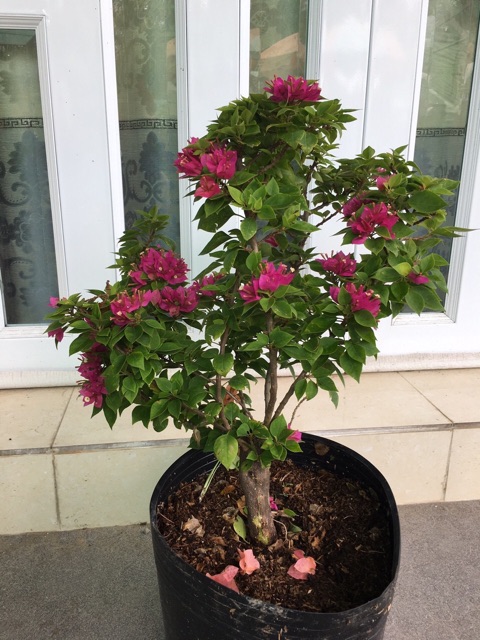 Cây giấy Mỹ siêu hoa