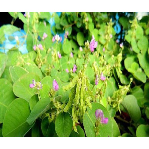 Hạt giống Kim tiền thảo  gói 50 hạt