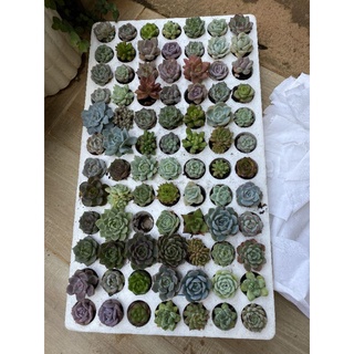 sen đá kim cương 🌵 hư 1 đổi 1