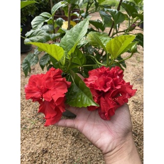 bụp kép đủ màu