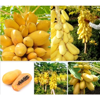 Hạt giống Đu đủ vàng - Gói lớn nhiều hạt - Tặng gói kích nảy mầm