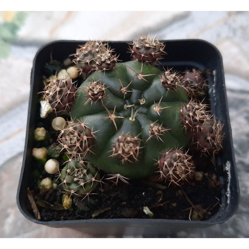 Xương rồng damsii