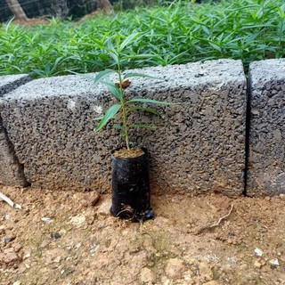 Cây đào giống