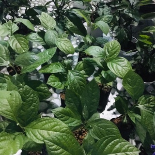 Cây giống hồng giòn Đà Lạt