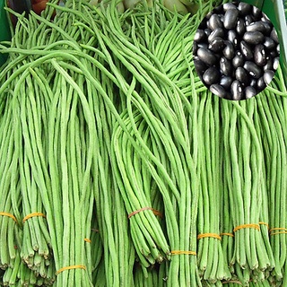 Gói 20gr hạt giống đậu đũa hạt đen dạng leo - thegioiraumam