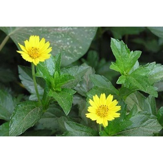 Set 5 đến 7 cây cỏ hoa xuyến chi (cỏ hoa cúc)