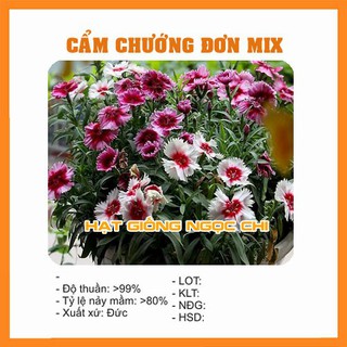 Hạt giống hoa cẩm chướng mix - 100 hạt