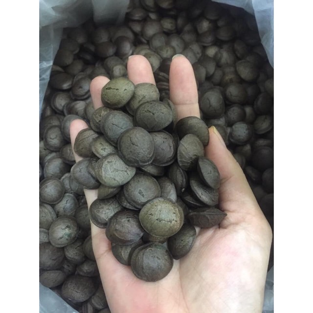 500g Hạt sachi Đak Lak rang sẵn chỉ việc ăn